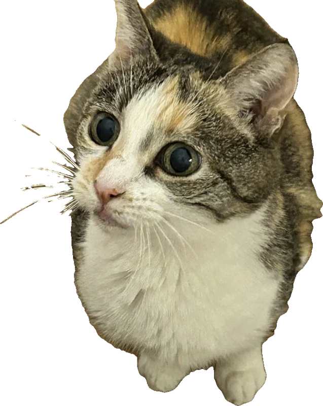 Stellina che guarda in su con occhioni enormi
