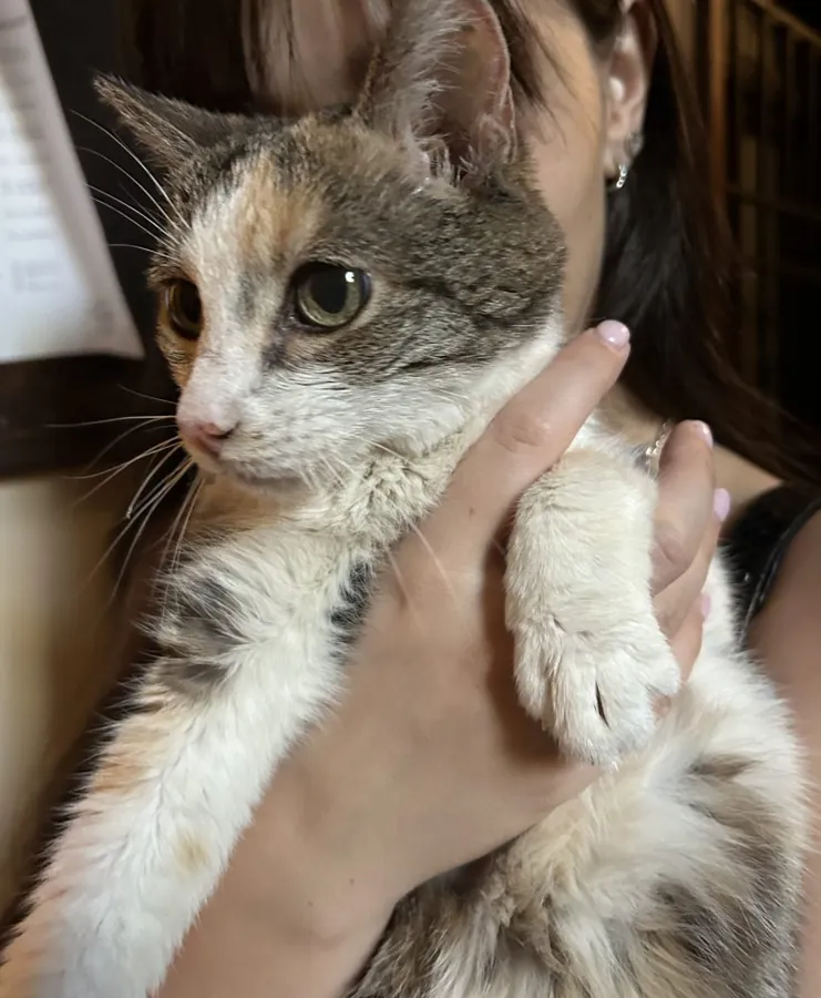 Stellina in braccio