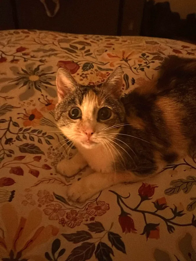 Stellina con gli occhi spalancati di notte