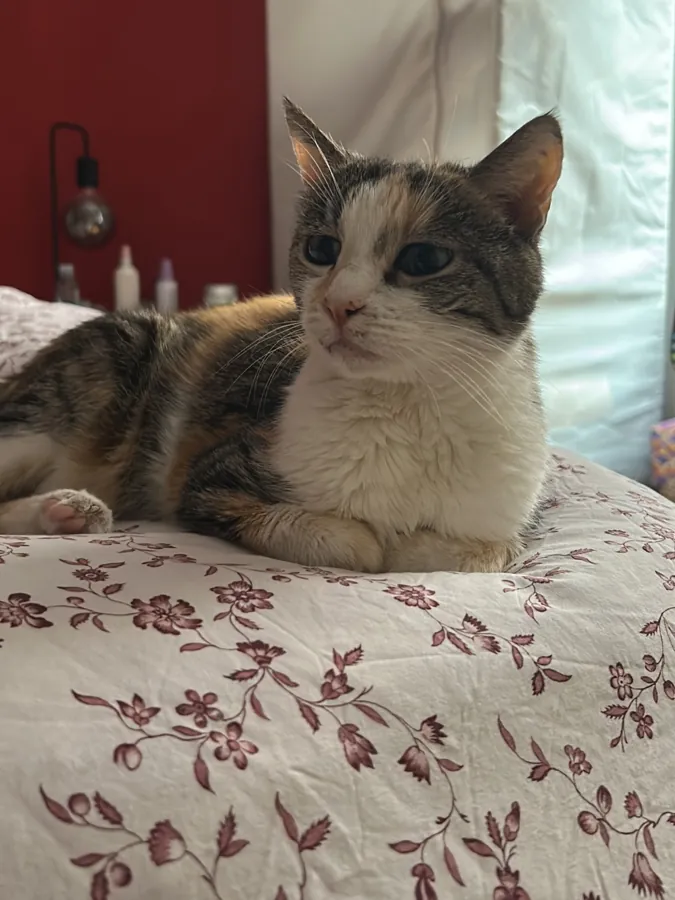 Stellina accovacciata sul letto, sguardo altero