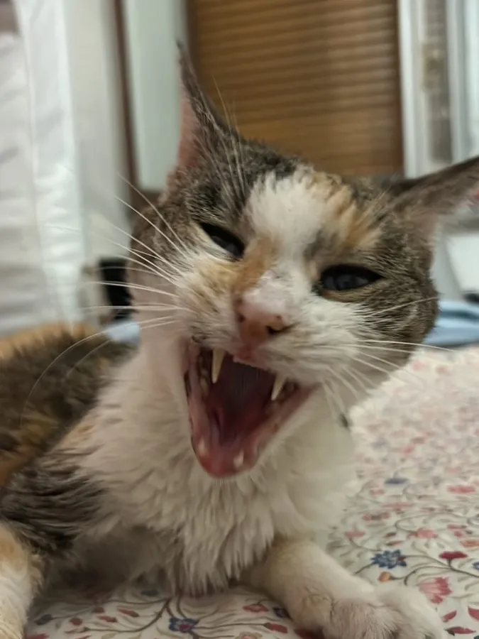 Stellina che sbadiglia mostrando i denti